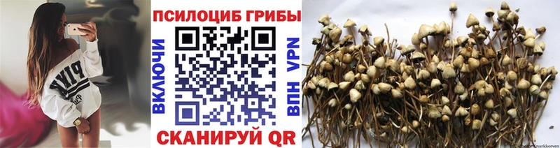 Галлюциногенные грибы Psilocybe  мега   Шлиссельбург 